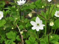 Attractive big white flowers and green foliage.